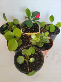 Beautiful indoor plants from $5