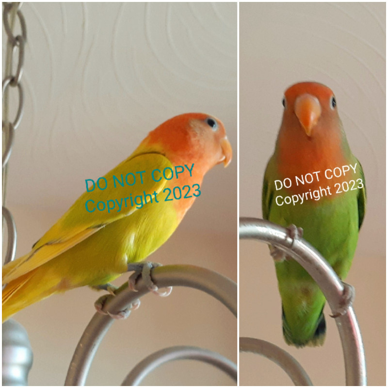 Baby lovebirds for sale | Birds for Rehoming | City of Toronto | Kijiji