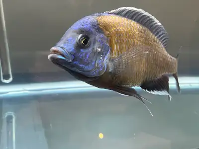 Malawi Cichlid , View more