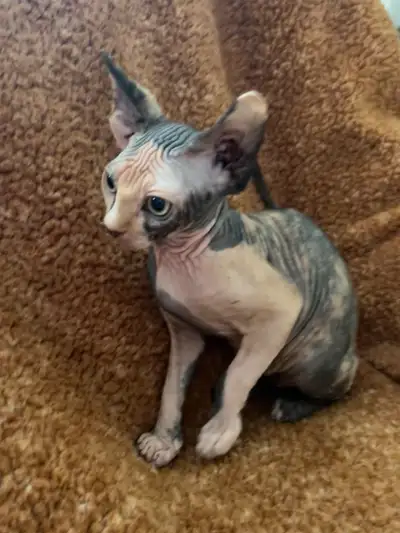 À vendre : Adorable chaton Sphynx femelle Tortie Point Nous cherchons une famille aimante pour notre...