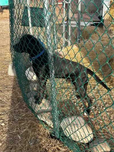 Three year old Black Labrador, View more