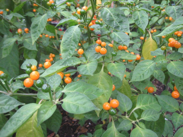 Aji Charapita Pepper Seeds- Its Listed as Most Expensive pepper in Plants, Fertilizer & Soil in Hamilton - Image 2