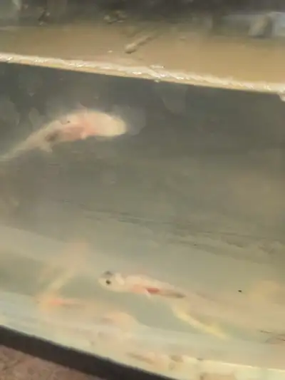 axolotl  babies, View more
