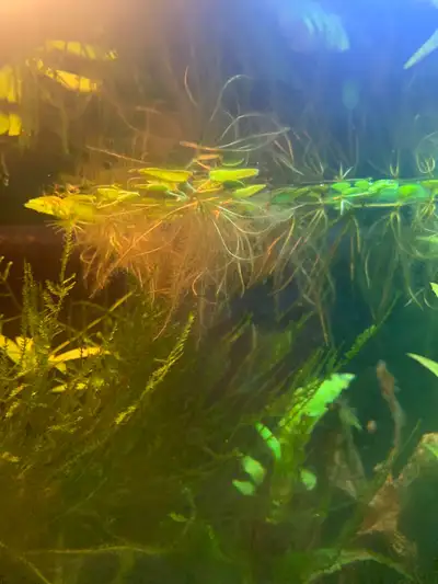 floating aquarium plants, View more