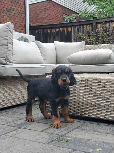 Gordon Setter Puppies, View more