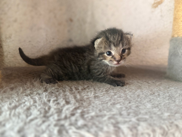 Siberian mix kittens  in Cats & Kittens for Rehoming in Peterborough - Image 4