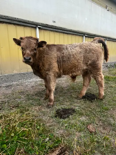 Selling our 3 month old beautiful dun coloured highland bull calf. He will be ready to coming August...