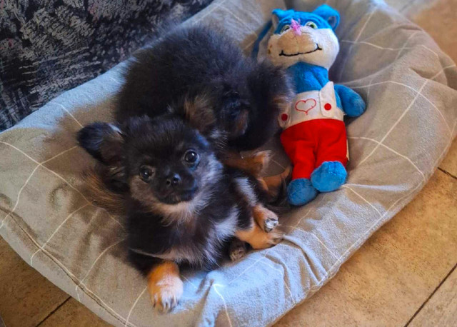 PomChi Puppies in Dogs & Puppies for Rehoming in Comox / Courtenay / Cumberland