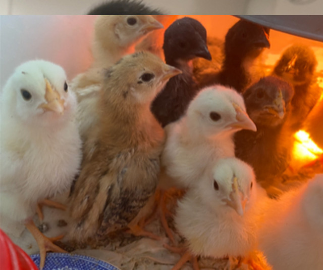 Day old chicks and rare breeds in Livestock in Peterborough - Image 2