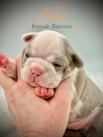 Quality Bantam Bulldog babies, View more