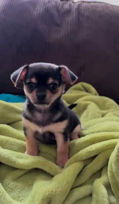 Chihuahua, View more