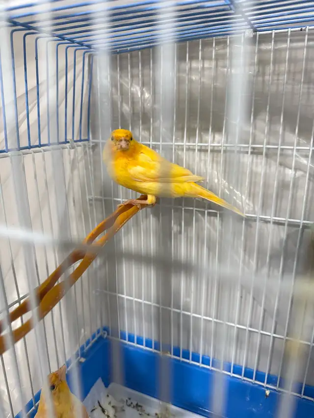 Canaries in Birds for Rehoming in Regina - Image 2