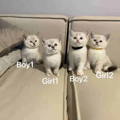 British shorthair chatons/kittens, Voir plus