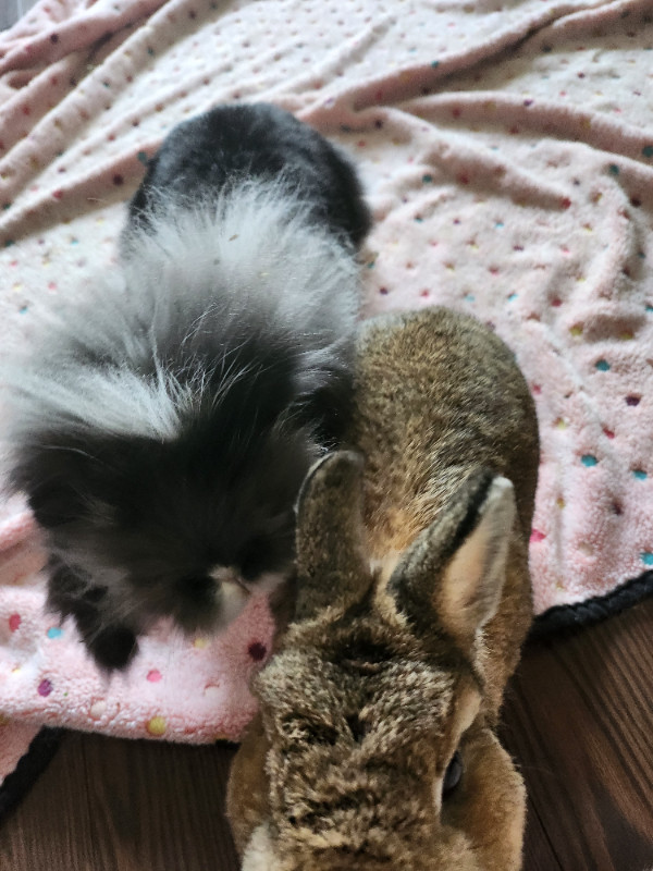 Rehoming Bonded Pair Bunnies in Small Animals for Rehoming in Kitchener / Waterloo - Image 2