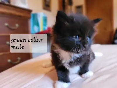Purebred Maine Coon kittens, View more