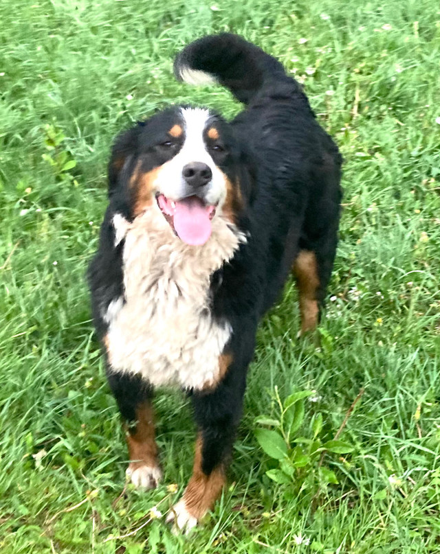 Young Adult F Bernese Mountain Dog  in Dogs & Puppies for Rehoming in Calgary - Image 2