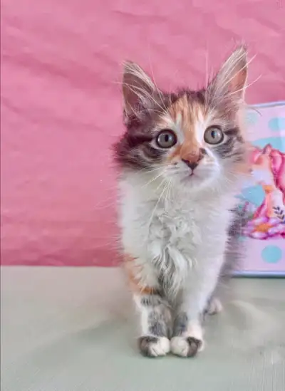 Gentle Maine Coon Girl to Good Home, View more