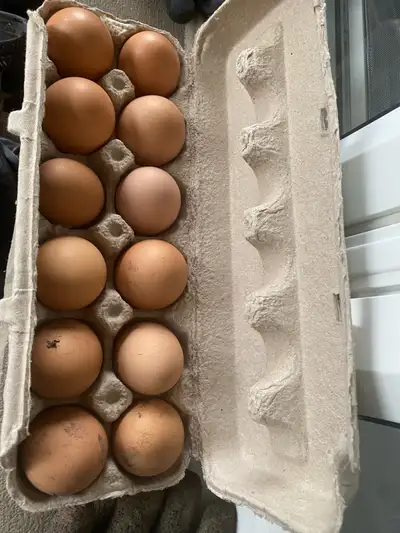 Some turkey eggs available for sale as well. The turkey in the pictures are the laying hens and Tom...