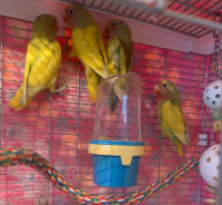 4 baby lovebirds looking for homes! 2 for $100!!