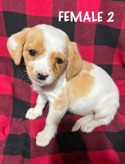 Cavanese Puppies, View more