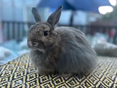 lapin bébé jersey wooly, View more