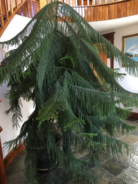 Large Norfolk Island Pine
