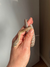 (Sale)Stunning Anery tessera corn snake baby 