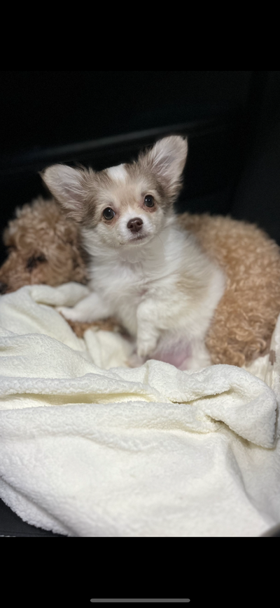 Purebred longhair chihuahua, View more