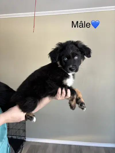 Berger Australien miniature , View more