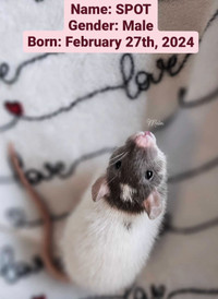 [Iros Rattery] Rescued male rats ready for adoption!