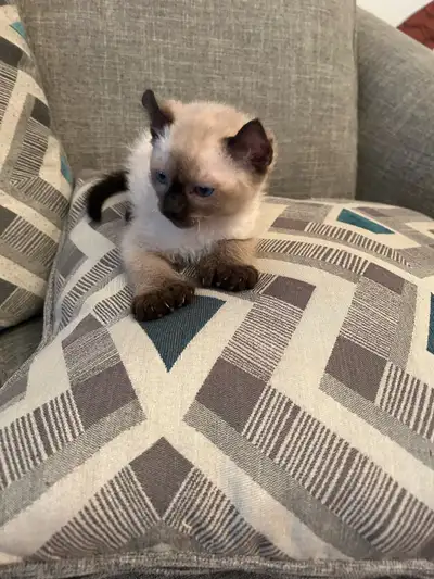 highland lynx kitten for sale, View more