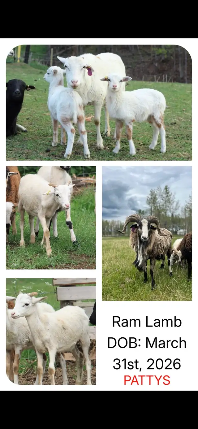 Painted Desert Ram Lambs in Livestock in Edmonton - Image 4