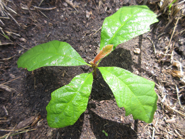 Oak Trees For Sale in Plants, Fertilizer & Soil in Saskatoon - Image 4