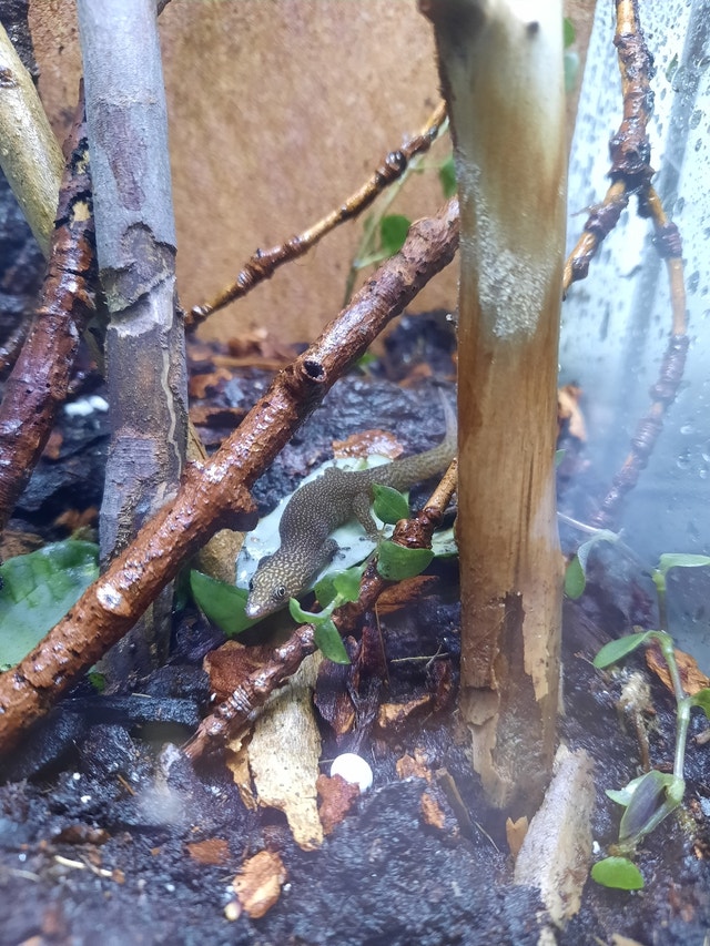 sphaerodactylus elegans ashy reef gecko male Reptiles & Amphibians