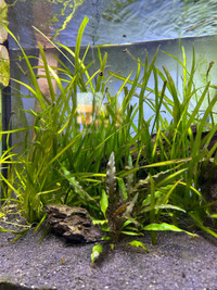 Plante aquarium