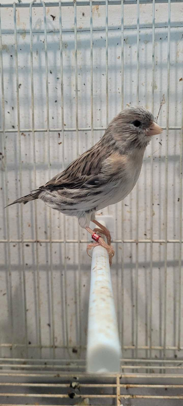 femelle canari  dans Oiseaux à adopter  à Laval/Rive Nord - Image 3