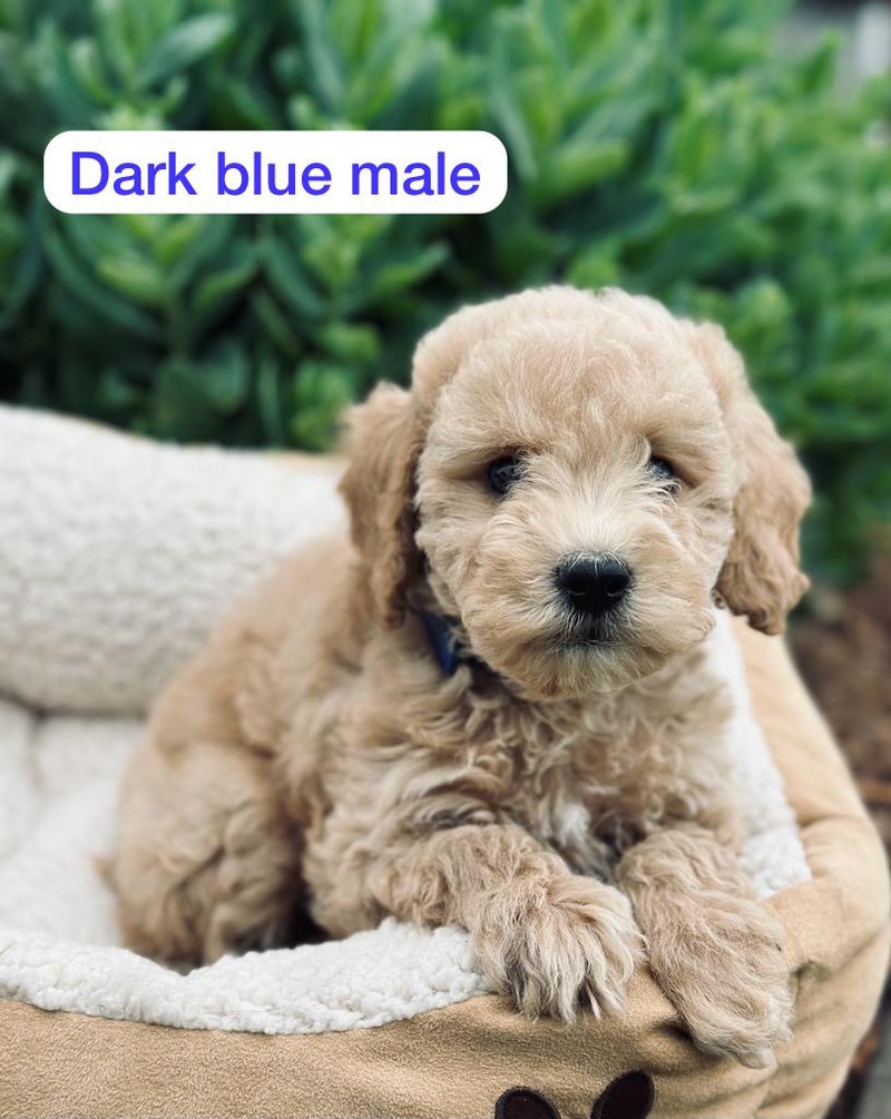 Poodle x puppies for sale Dogs & Puppies for Rehoming Hamilton Kijiji