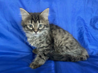  Super cute kittens in search of their forever homes! 