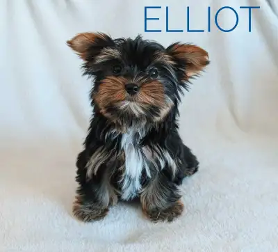 TINY Yorkie puppies. 3-4 Pounds full grown READY TO GO, View more