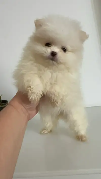 Pomeranian Puppies, View more