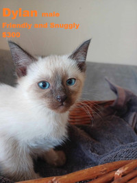 Siamese Kittens delivered Barrie, Orillia, Muskoka, North Bay