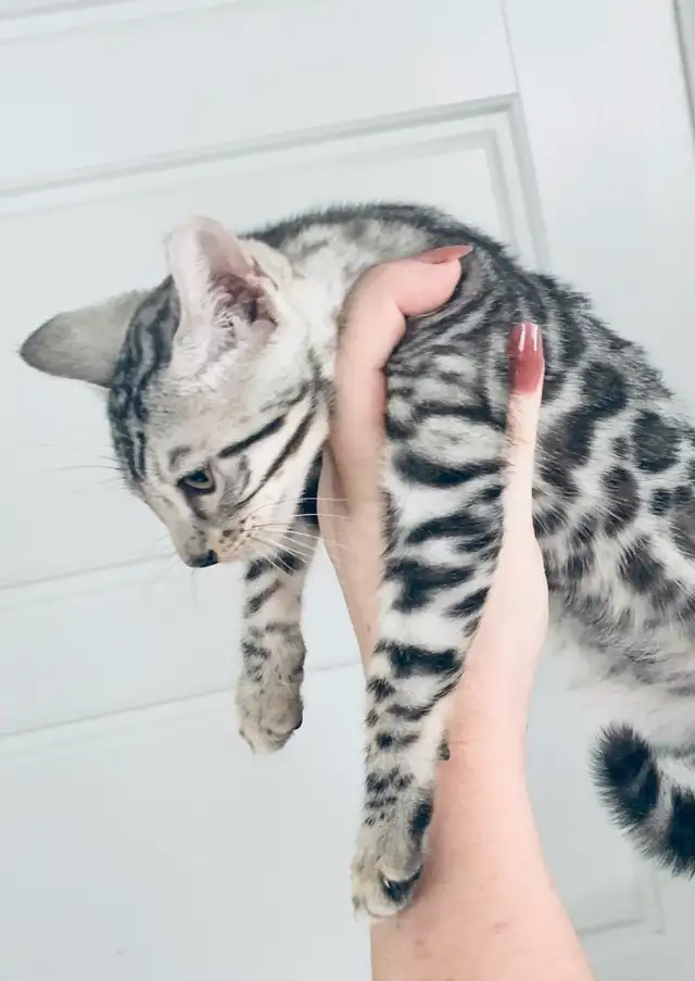 Bengals Chatons ♥️ 100% Pur de parents enregistrés TICA in Cats & Kittens for Rehoming in Laurentides - Image 3