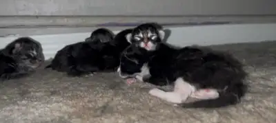 Siberian Kittens Hypoallergenic, View more