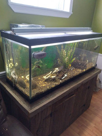 75 gallon fish tank / aquarium 