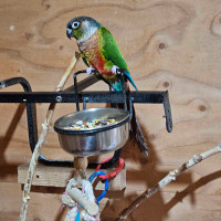 Conures, cokatiels,colombes