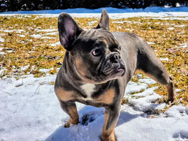 BOULEDOGUE FRANCAIS MALES 4  FERTILE DE QUALITER in Dogs & Puppies for Rehoming in City of Montréal - Image 7