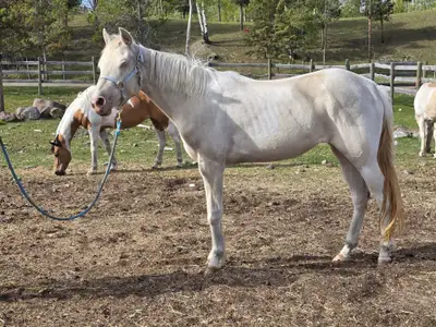 2Yr Old Cremello Filly for Sale, View more