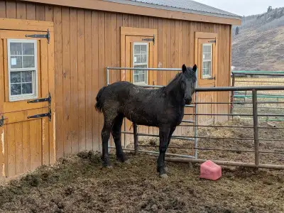 Papered Yearling Percheron Colt, View more
