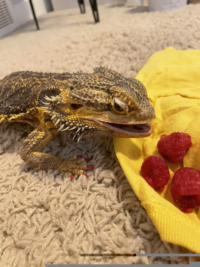 Bearded dragon with cage Reptiles & Amphibians for Rehoming Calgary
