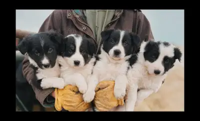 9X Border Collie Pups, View more